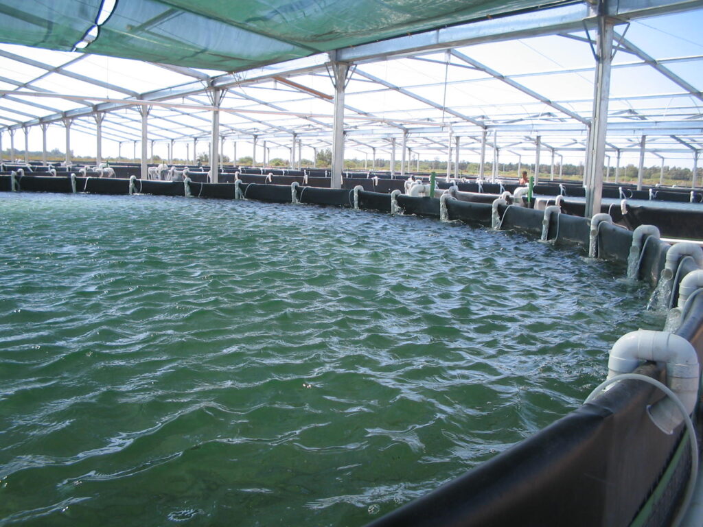 Salinities in intensive biofloc, compared with an industrial scale for white shrimp.
