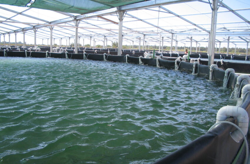Salinities in intensive biofloc, compared with an industrial scale for white shrimp.
