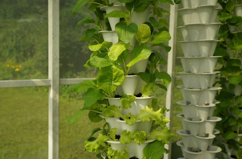 Hydroponic farming startup Just vertical cultivates growth at home